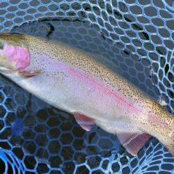 シビアなアタリを掛ける ～岡崎トラウトポンド～